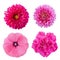 Set four pink flowers isolated on white background