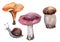 A set of four separate items. Grape snail and three mushrooms, purple russula, orange chanterelle, boletus