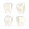 Set of four teeth isolated