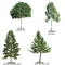 Set of four trees isolated against pure white