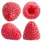 Set of four whole raspberry fruits isolated on white