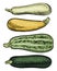 Set of four zucchini of different varieties and colors on a white background. Detailed drawing by hand