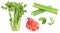 Set of frech celery with shrimp watercolor illustration isolated on whitre background