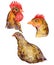 Set freehand illustration chicken, rooster, quail Isolated on a white background