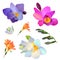 Set of freesia flowers for your design