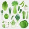 Set of fresh green vegetables. Healthy food vector illustration