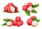 Set of fresh lychee fruit illustrations