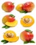 Set of fresh mango fruits isolated on white