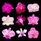 Set of fresh orchids