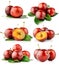 Set fresh plum fruits with cut and green leaves