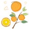 Set of fresh ripe oranges with leaves. Abstract fruit. Branch of orange. Outline doodle, cartoon flat style