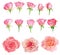 Set of fresh roses isolated