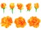 Set of fresh roses isolated