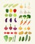 Set of fresh vegetables. Vector illustration Isolated carrot and