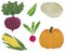 Set of fresh vegetables watercolor illustration vegetarianism ingredients cooking pumpkin potato peas radish beet corn