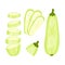 Set of fresh zucchini. Vector illustration on white background.