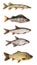 Set of freshwater fish