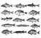 Set of freshwater fish illustrations