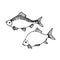 Set of freshwater fish, roach, bream, for decorative ornaments and patterns