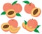 Set of fruit peaches illustration slices and slices