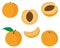 Set of fruit peaches  illustration slices and slices