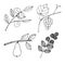 Set of fruits and berries on twigs, vector illustration, apricot, grapes, pear and blackberry, hand drawing