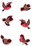 Set funny birds