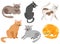 Set of funny cartoon cats in different poses. Domestic cats sleeping and walking, sitting and playing, happy kitten