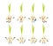 Set of funny garlic vegetable cartoon character