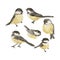 Set of Funny realistic vector Tits and bird feeder on white background. Vector Christmas image. For Christmas decoration, posters