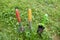 Set of garden tools with colorful handles stucking in green grass