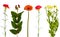 Set of gerbera, carnation, chrysanthemum flowers on white background