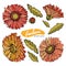 Set of Gerberas red, orange, pink, yellow isolated on white background. Botanical vintage illustration. Vector isolated object.