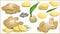 Set of ginger root in various style, vector format