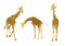 Set of giraffe, collection of natural animal wildlife, vector illustration