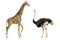 Set of giraffe and ostrich portraits