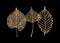 Set of gold skeleton leaves on black background