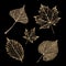 Set of gold skeleton leaves on black background