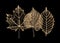 Set of gold skeleton leaves on black background