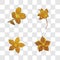 Set golden flower ornament on isolated