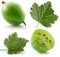 Set of gooseberries with leaf on a white background