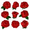Set of gorgeous red roses. Bud of gorgeous garden flowers. Old-school floral tattoo. Vector design for postcard, t-shirt