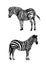 Set graphic background illustration, zebra wild horse