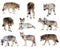 Set of gray wolves. Isolated over white