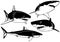Set of Great White Shark Drawings