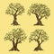 Set of greek olive oil trees in vintage style