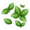 Set of green basil leaves