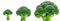 Set of green broccoli Brassica oleracea. Vegetables natural