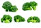 Set of green broccoli Brassica oleracea. Vegetables natural