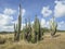 Set of green cacti with blue tropical sky and meadow with dry vegetation by the Caribbean sun